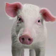 Happy As A Pig In CISCO