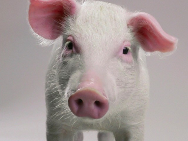 Happy As A Pig In CISCO